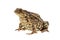 Common toad on white
