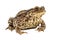 Common toad white background