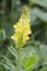 Common Toadflax