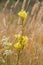 Common toadflax and Hedge bedstraw