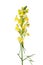 Common toadflax (Linaria vulgaris)