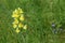 Common toadflax Linaria vulgaris in flower