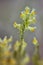 Common toadflax Linaria vulgaris flower