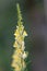 Common toadflax, Linaria vulgaris, orange-yellow flower