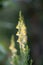 Common toadflax, Linaria vulgaris, orange-yellow flowers