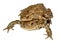 Common Toads