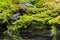 Common toads mating on wet moss