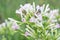 Common tobacco blooming in the farm