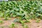 Common Tobacco Nicotiana tabacum L. plant