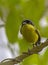 Common Tody flycatcher