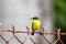 Common Tody Flycatcher