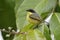 Common Tody-Flycatcher - Panama