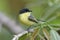 Common Tody-Flycatcher - Panama