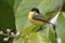 Common Tody-Flycatcher - Panama