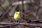 Common Tody-Flycatcher Todirostrum cinereum, isolated, perched on a branch singing with open beak