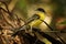 Common Tody-flycatcher - Todirostrum cinereum small black and yellow passerine bird in the tyrant flycatcher family building the