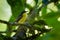 Common Tody-flycatcher - Todirostrum cinereum very small passerine bird in the tyrant flycatcher family