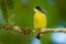 Common Tody-flycatcher - Todirostrum cinereum very small passerine bird in the tyrant flycatcher family