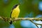 Common Tody-flycatcher - Todirostrum cinereum very small passerine bird in the tyrant flycatcher family