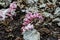 Common toothwort grow in natural habitat