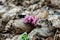 Common toothwort grow in natural habitat