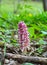 Common toothwort (Lathraea squamaria)