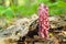 Common toothwort (Lathraea squamaria) in the forest