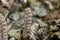 Common toothwort Lathraea squamaria on a forest floor