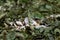 Common toothwort Lathraea squamaria on a forest floor