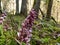 Common toothwort Lathraea squamaria purple flowers in forest between green moss