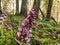 Common toothwort Lathraea squamaria purple flowers in forest between green moss