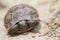 The common Tortoise Testudo graeca or also known as Greek tortoise, or spur-thighed tortoise, is one of the 5 species