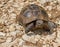 Common tortoise or Tetsudo graeca male .