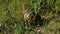 A common tortoise walks amongst grasses moving in the wind