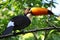 Common toucan
