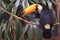 Common toucan