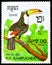 Common Toucan Ramphastos toco, Birds serie, circa 1985