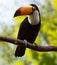 Common Toucan at wildness