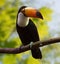 Common Toucan at wildness area