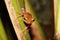 Common Tree Frog