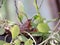 Common tree frog Polypedates leucomystax sit on the potted plant