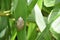 Common Tree Frog (Polypedates leucomystax) sitting on a grass blade
