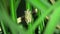Common Tree Frog Polypedates leucomystax Sitting on Leaf. Night Jungle Safari in Rainforest of Malaysia