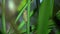 Common Tree Frog Polypedates leucomystax Sitting on Leaf. Night Jungle Safari in Rainforest of Malaysia