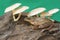 A common tree frog resting on a rotting tree trunk overgrown with fungus.