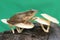 A common tree frog resting on a rotting tree trunk overgrown with fungus.