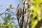 Common treecreeper Certhia familiaris