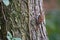 Common treecreeper Certhia familiaris in England