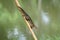 Common treeshrew climbing down