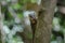 Common treeshrew or Southern treeshrew